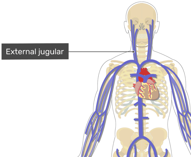 Labelled Image Of The External Jugular Vein - Subclavian Ven (666x550), Png Download