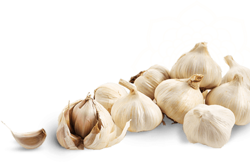 Free Png Garlic Image Png Images Transparent - سیر و سرطان (850x563), Png Download