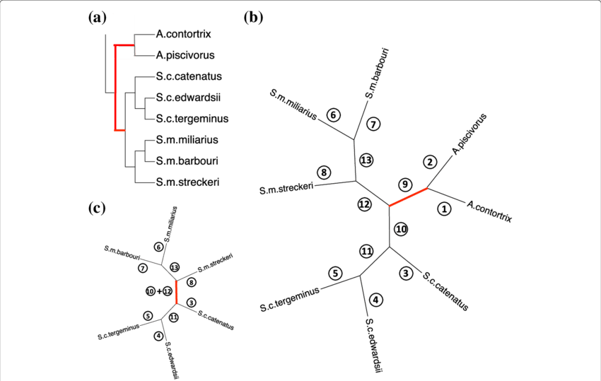 Application Of The Rooting Method To The Rattlesnake - Diagram (850x539), Png Download