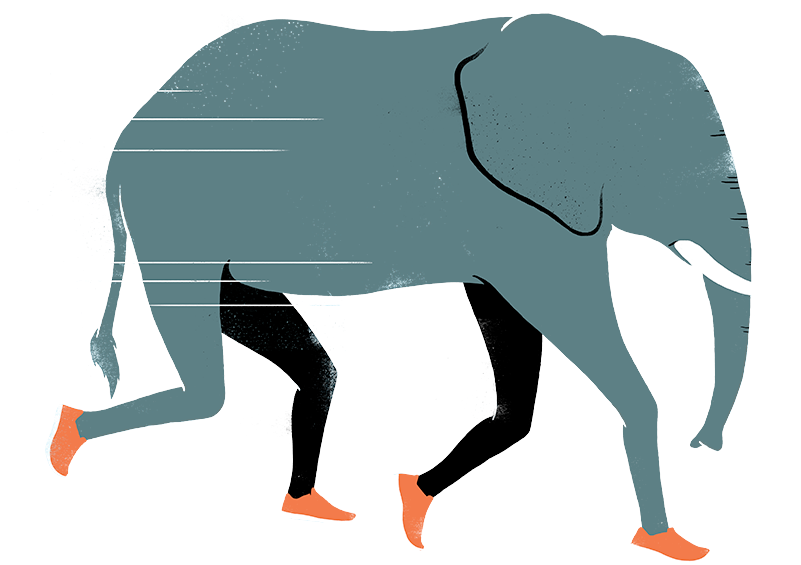 Elephant-home Clipart , Png Download - Indian Elephant (801x565), Png Download