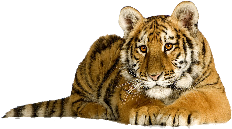 Tiger With White Background (900x602), Png Download