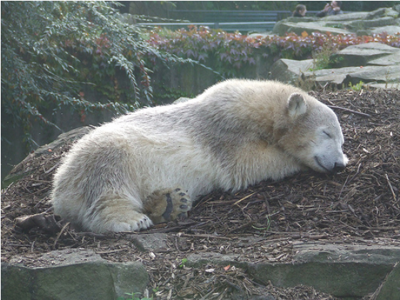 Knut Dead (870x420), Png Download