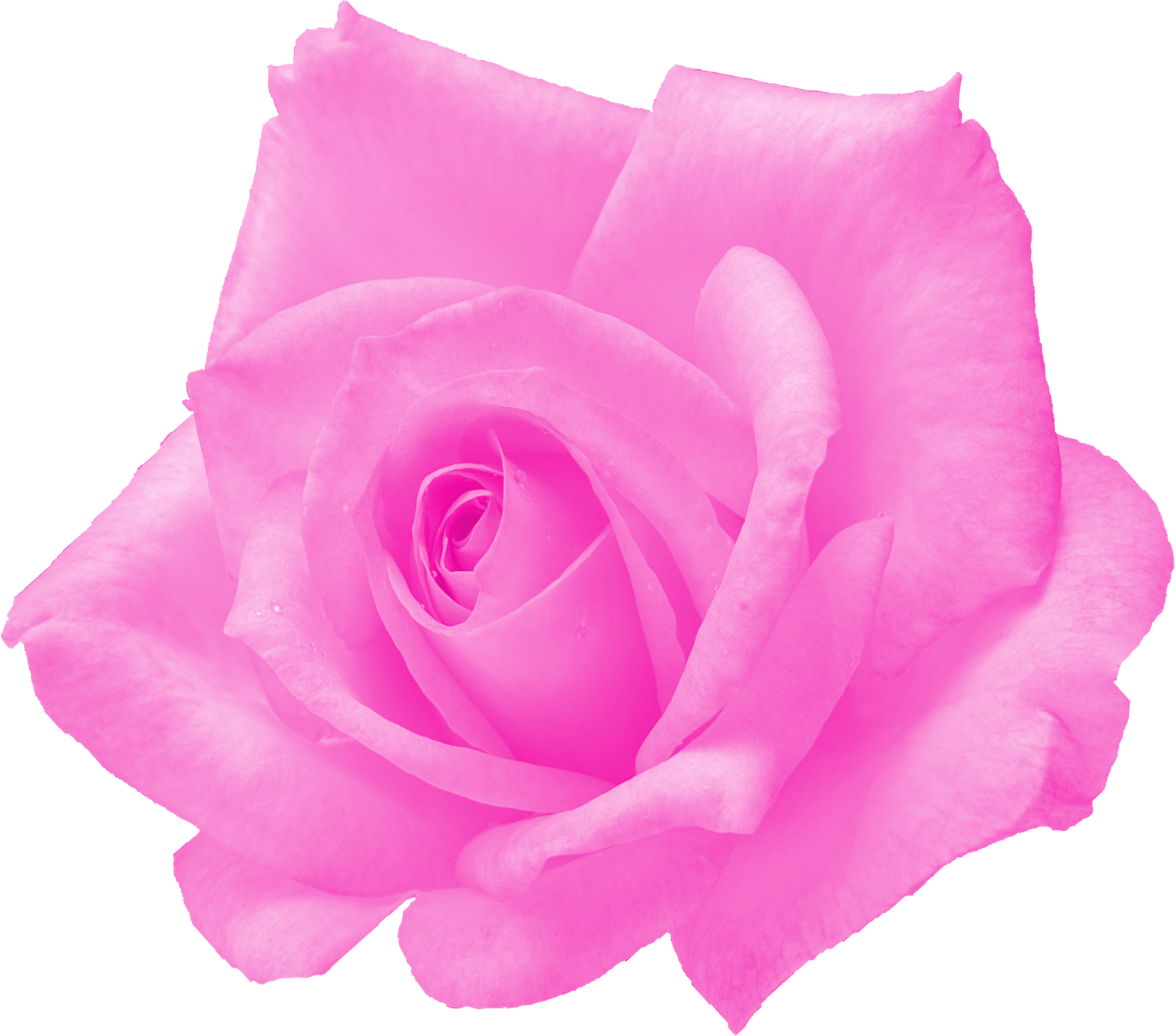 Free Download - Floribunda (1532x1350), Png Download