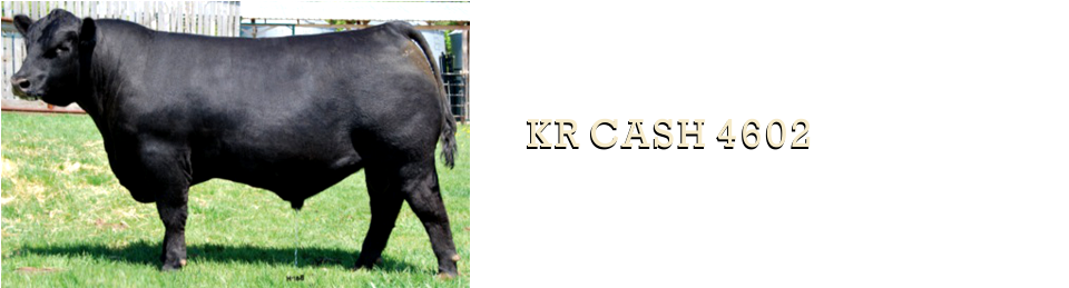 Dairy Cow (1050x330), Png Download