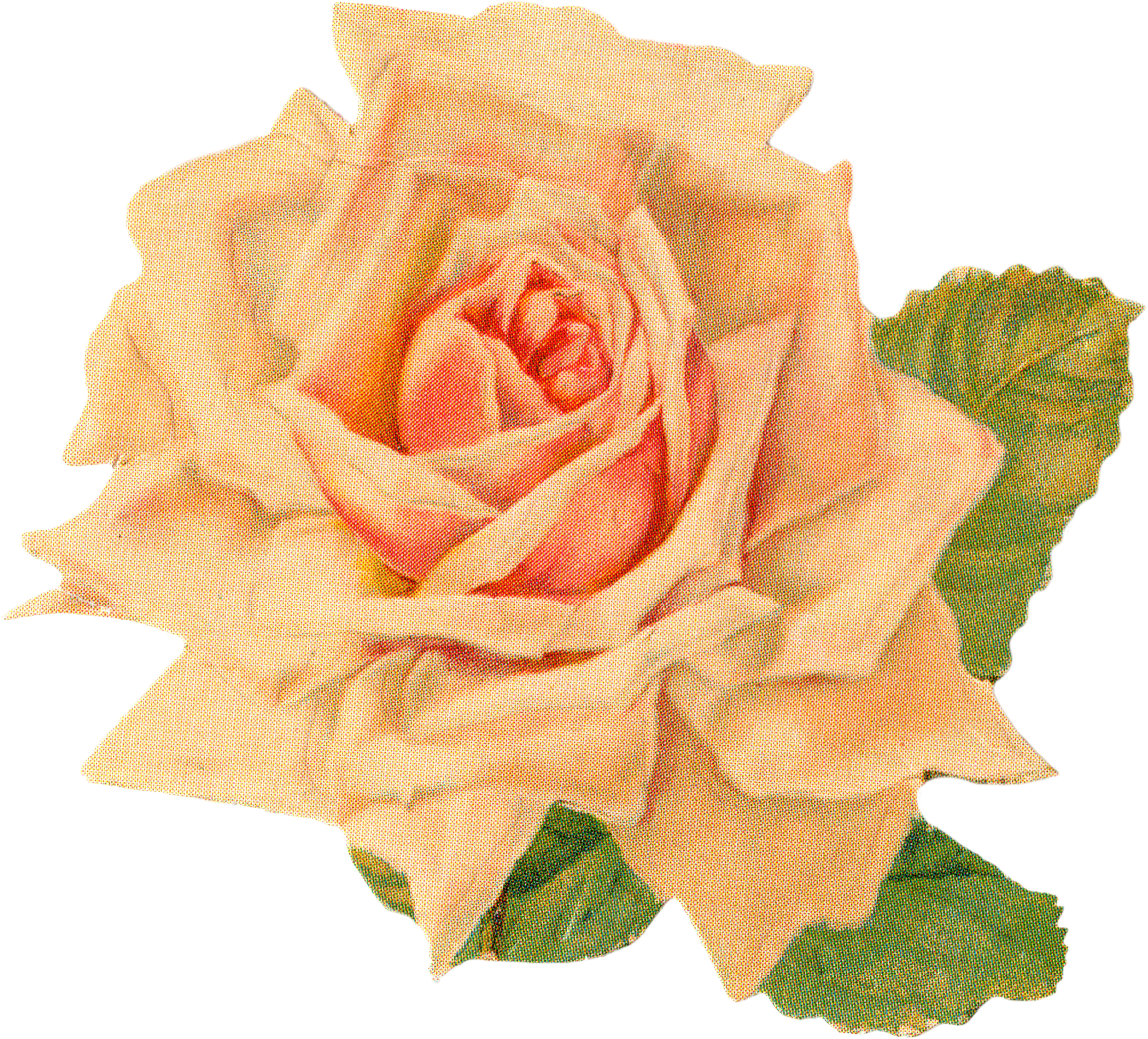 Gorgeus Clipart Orange Flower - Vintage Clip Art Roses Free (2761x2550), Png Download