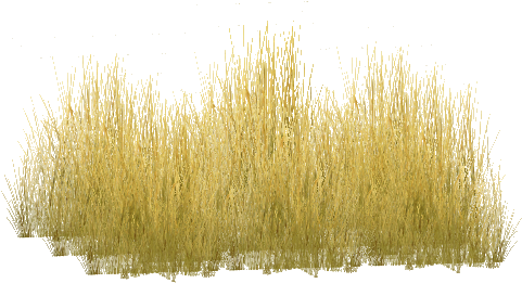 Tall Grass Png Savannah Grass - Yellow Grass Png (480x480), Png Download