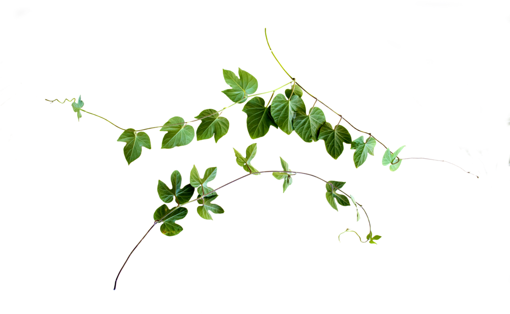 Vine Png Clip Black And White Download - Leaf Vine Png (1024x681), Png Download