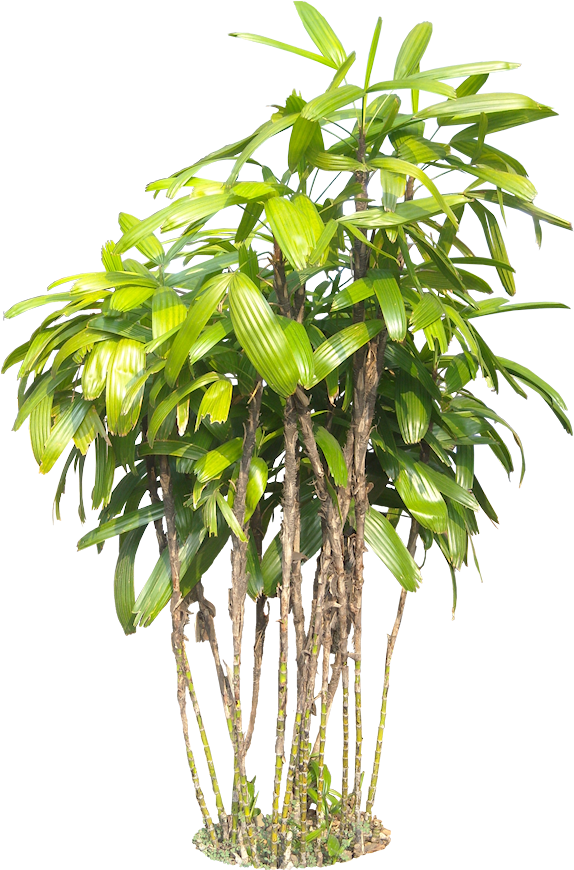 Raphise02l Photoshop Images, Tree Photoshop, Tropical - Tropical Garden Plants Png (593x880), Png Download