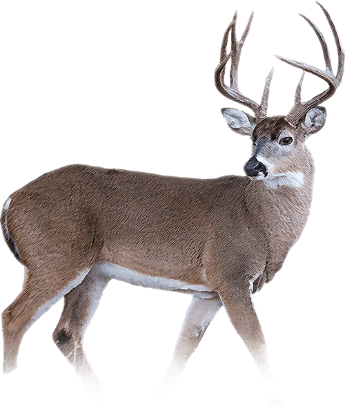 White Tailed Deer Png - Whitetail Deer Png (500x589), Png Download