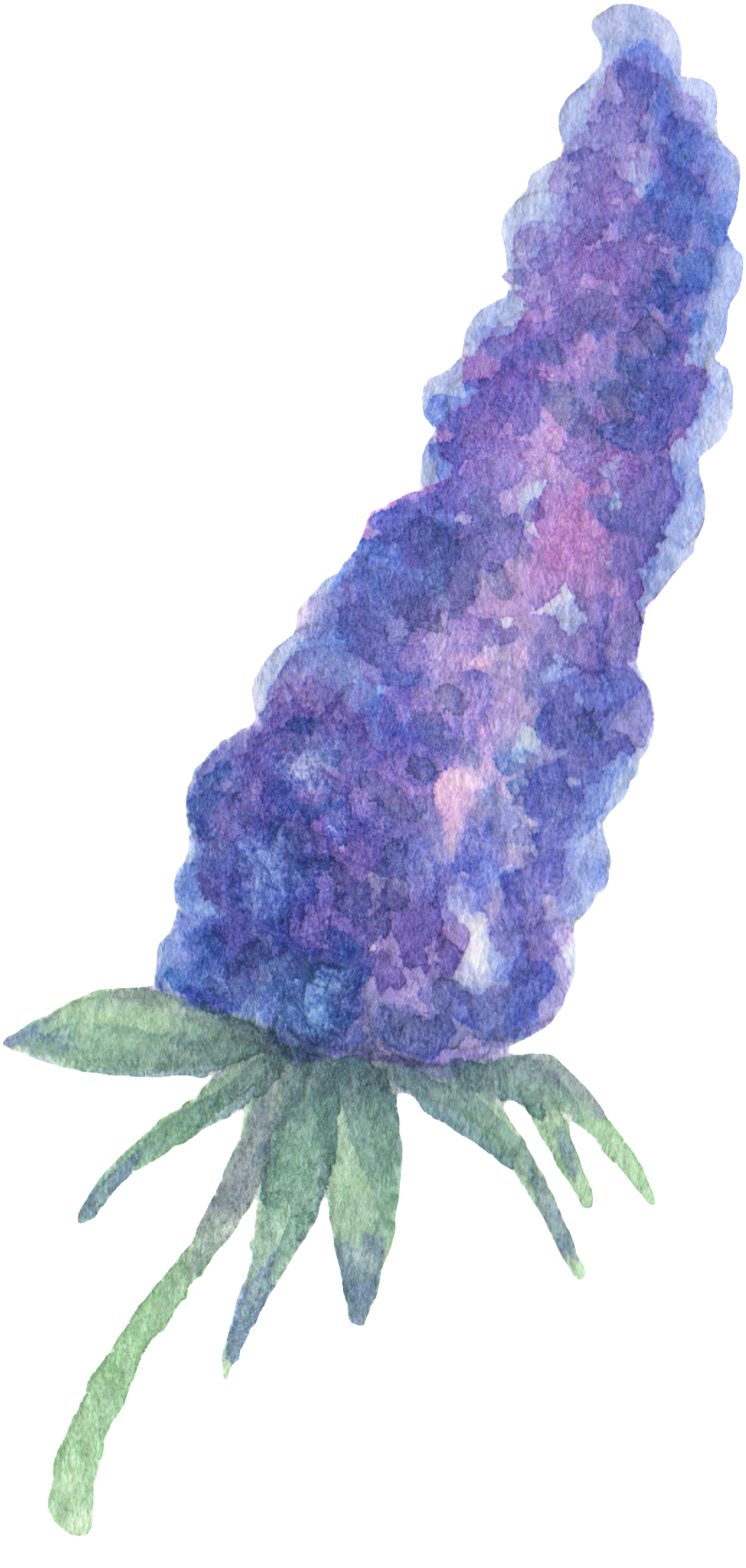 Hand Painted Purple Plant Flower Watercolor Transparent - Watercolor Painting (1024x2103), Png Download
