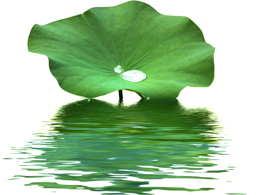 This Product Design Is Lotus Leaf Water Wave Texture - Lotus Leaf Png (1024x703), Png Download