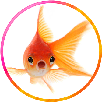 Animal World / Wonderville - Gold Fish Hd Wallpapers 1080p (350x350), Png Download