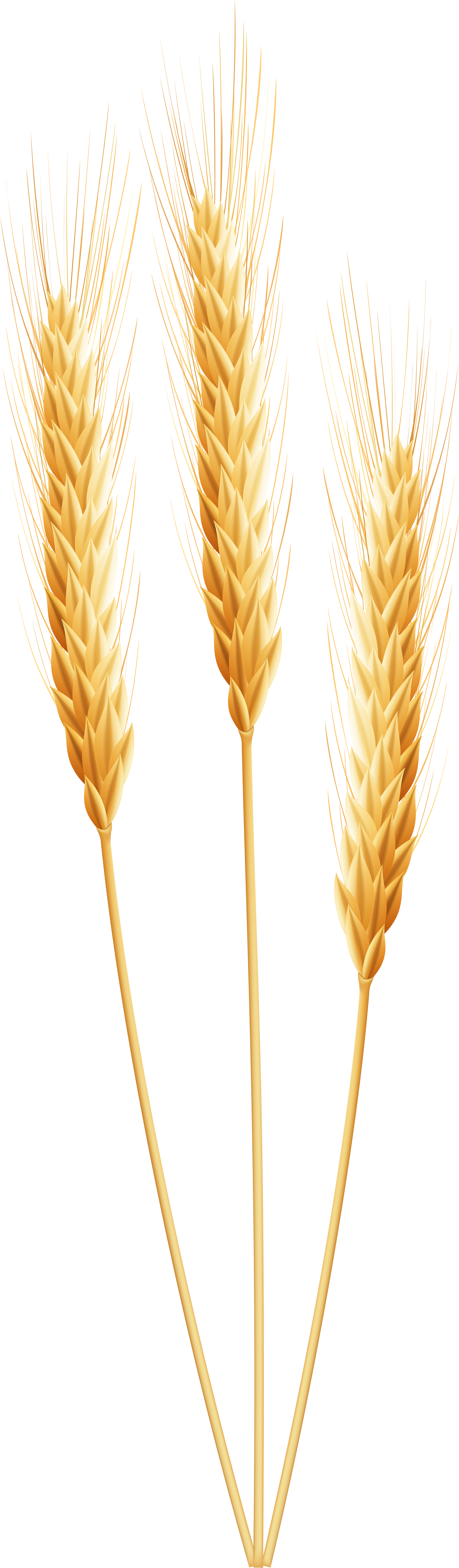 Wheat Transparent (2160x7000), Png Download