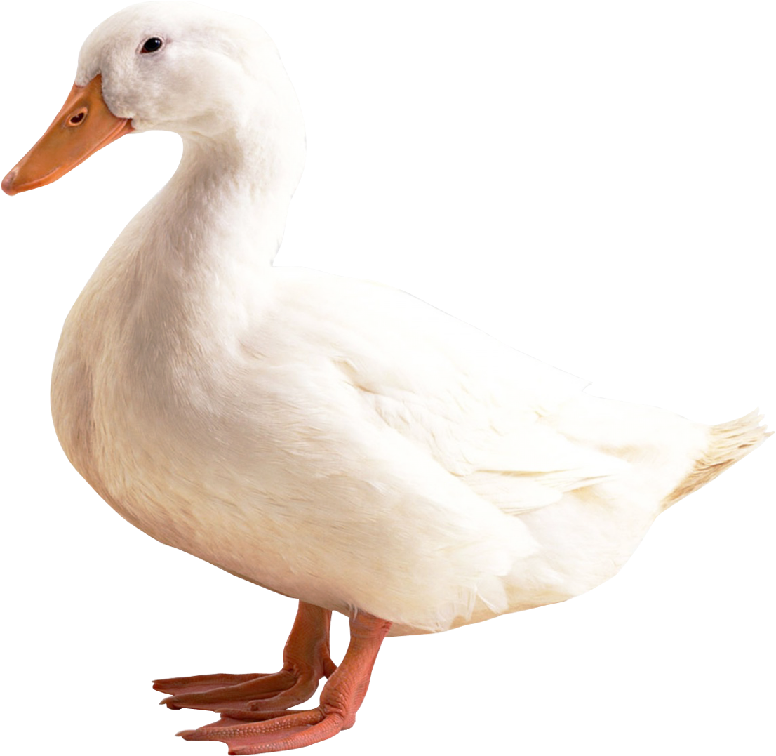 Duck Png Transparent Image - Duck Png (500x472), Png Download