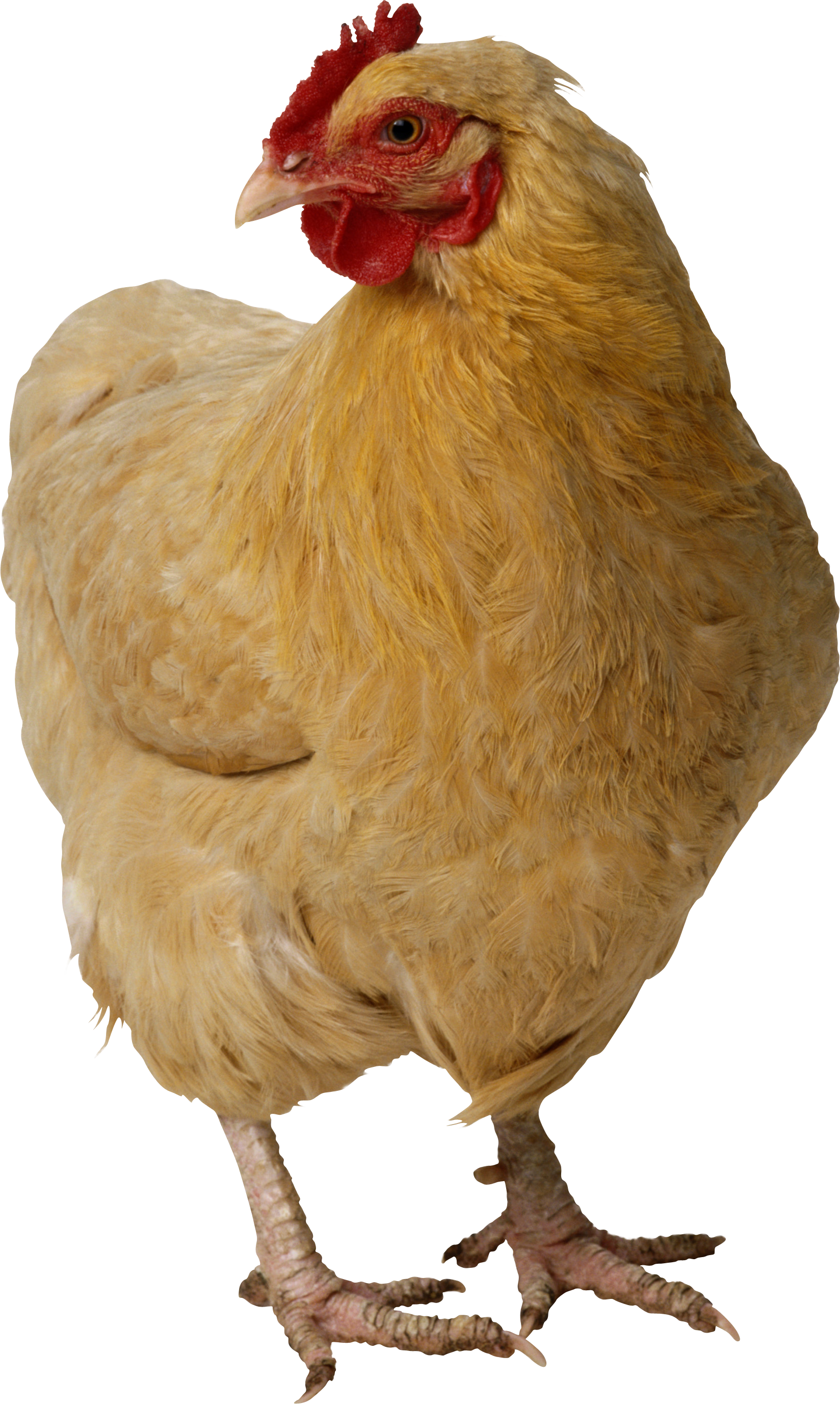 Chicken Twenty (1648x2753), Png Download
