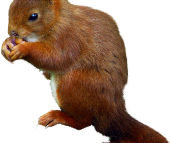 Squirrel Png Transparent Images - Fox Squirrel (640x480), Png Download
