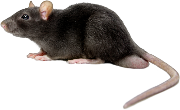 Download Rat Mouse Black Png - Rat Png PNG Image with No Background -  