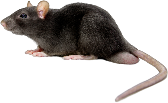 Rat Mouse Black Png - Rat Png (600x367), Png Download