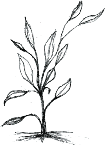 Stalk - Drawing Of Small Plants (376x484), Png Download