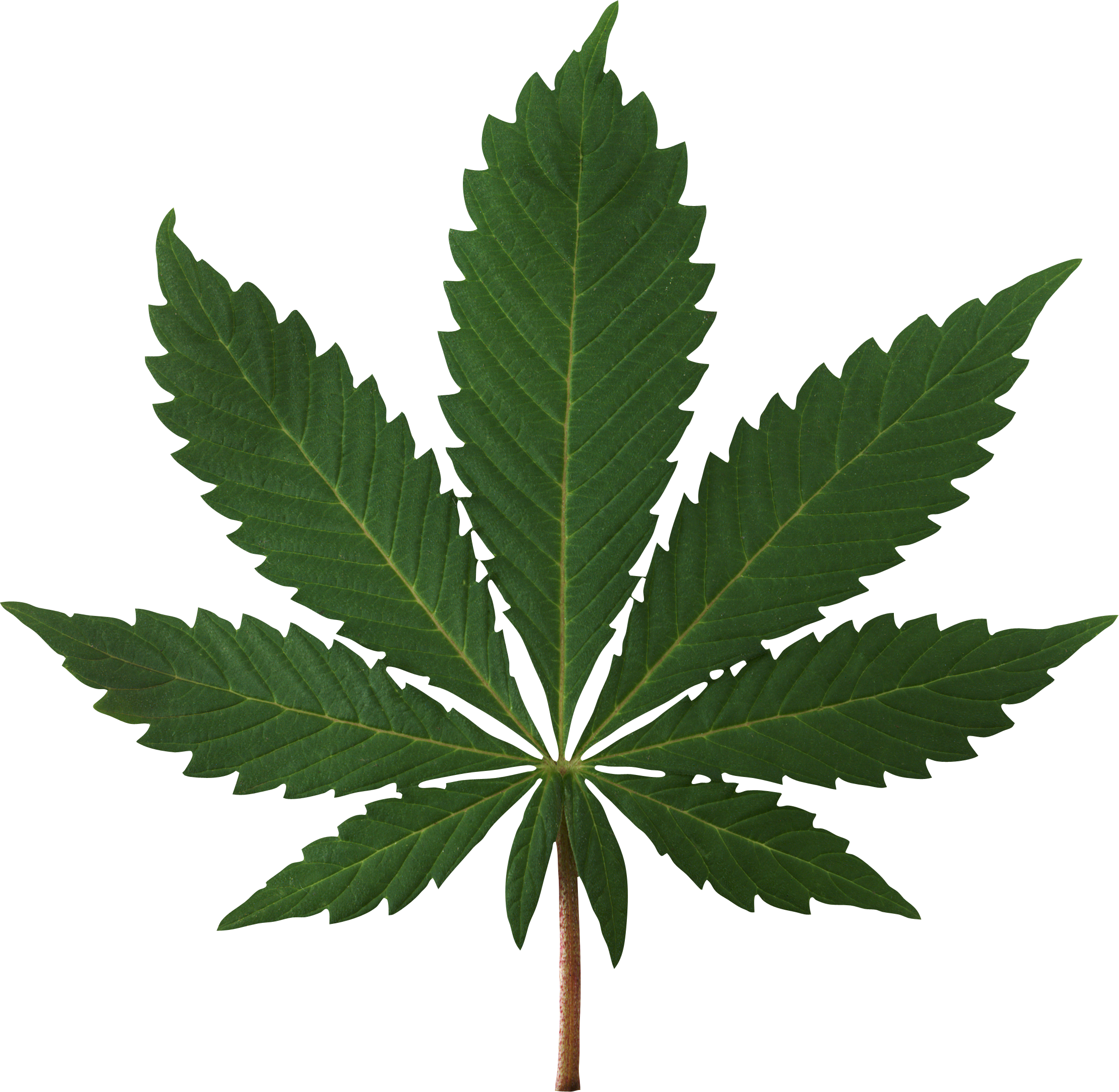 Cannabis Leaf Png Image - Cannabis Png (2217x2163), Png Download