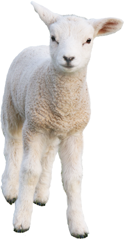 Sheep - Oveja Png (436x800), Png Download