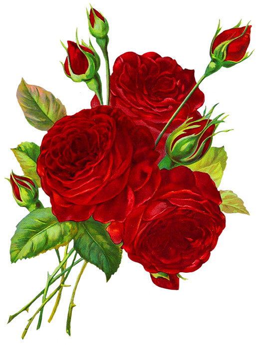 Download Red Roses Drawing Roses Red Drawing Png Image With No Background Pngkey Com