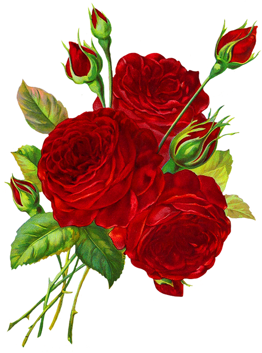 Download Red Roses Drawing Roses Red Drawing Png Image With No Background Pngkey Com Download Red Roses Drawing Roses Red Drawing Png Image With No Background Pngkey Com