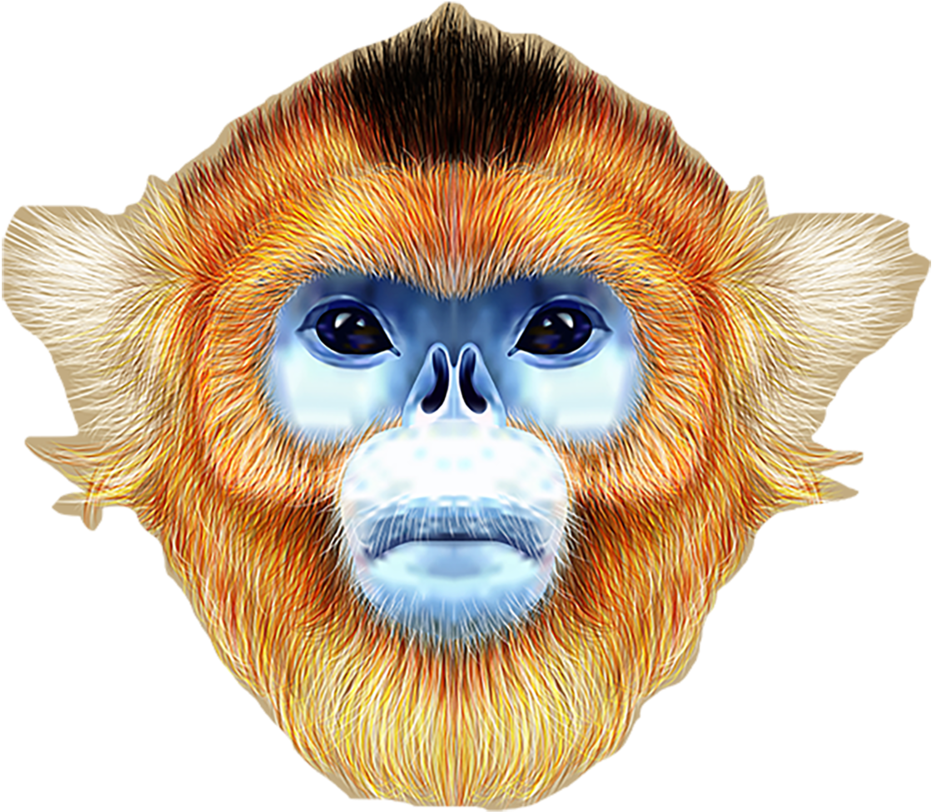 Monkeyface Copy - Golden Snub Nosed Monkeyface (1000x1026), Png Download