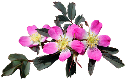 Flowers, Multicolor, Cutout, Beauty - Beauty Flower Png (510x340), Png Download