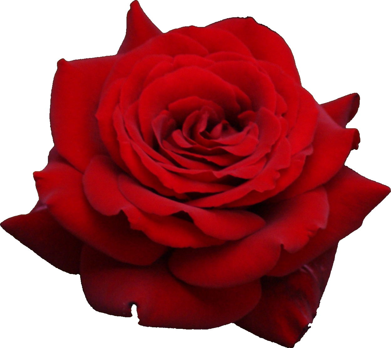 Rose Png Flower Images (1249x1110), Png Download