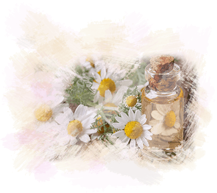 Beauty Salon Gloucester - Oxeye Daisy (436x389), Png Download