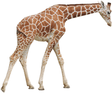 Free Png Giraffe Png Images Transparent - Giraffe Png (480x480), Png Download