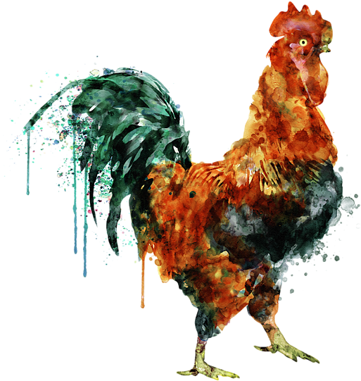 Bleed Area May Not Be Visible - Rooster Watercolor Painting (600x600), Png Download