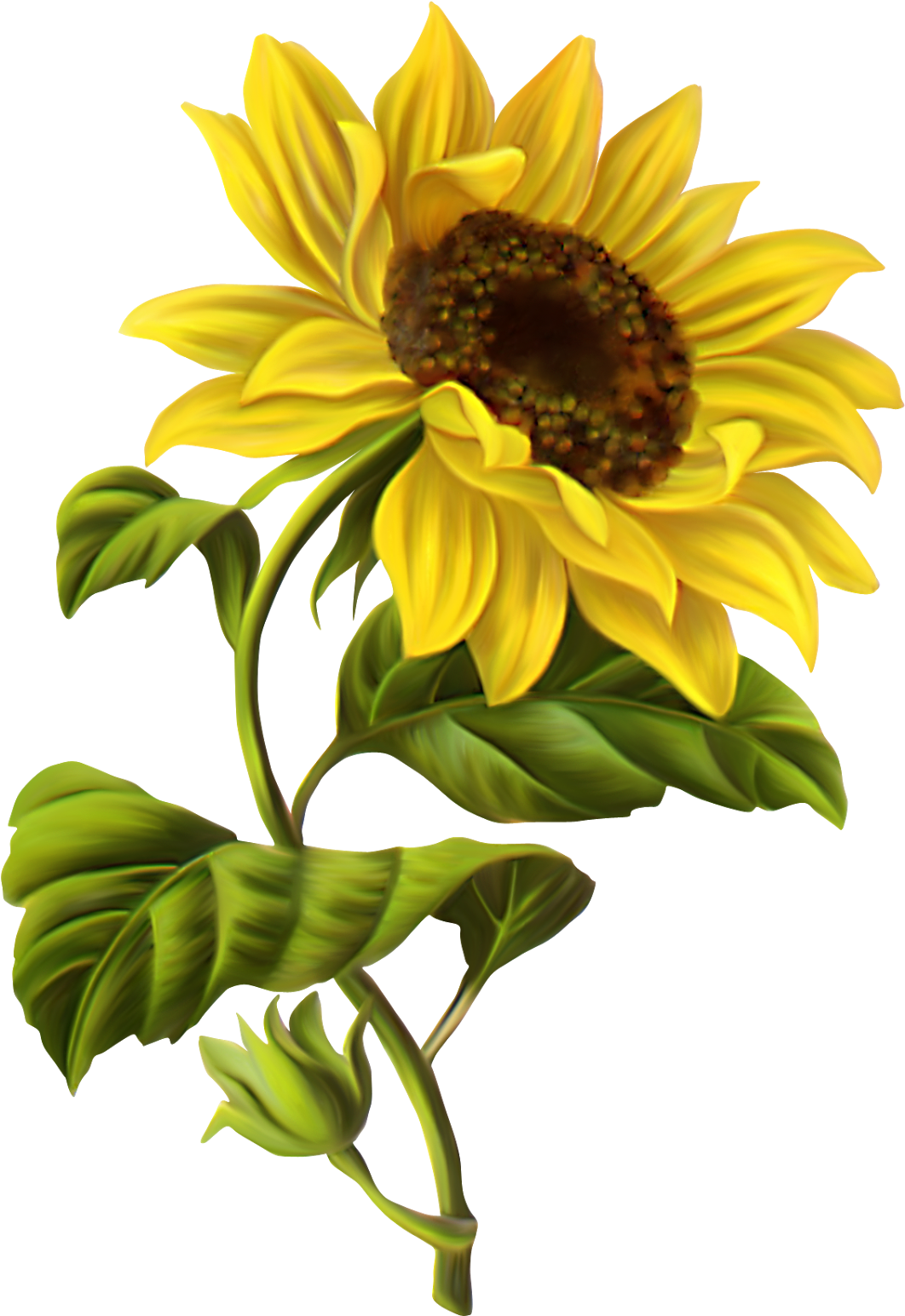 Sunflowers Google Search Pinterest - Sunflower Illustration (1117x1600), Png Download