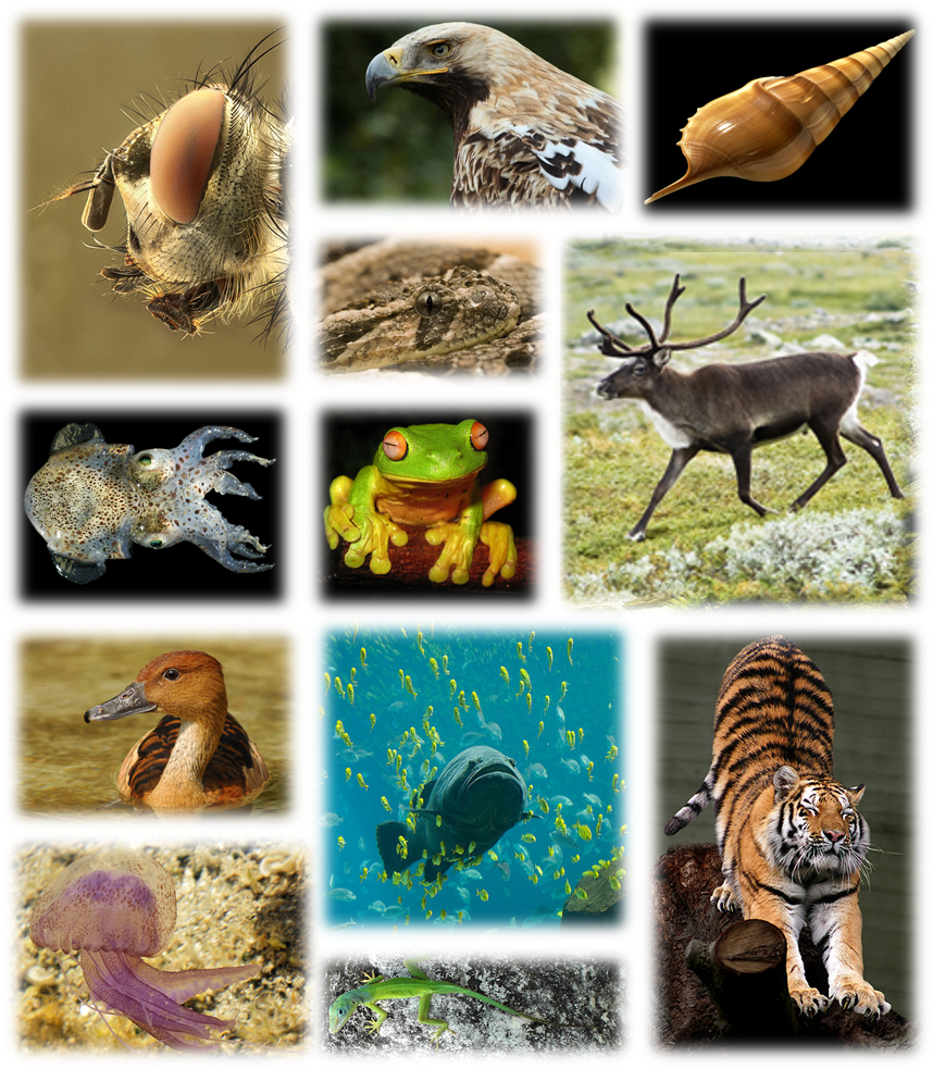Kingdom Of Animals - Tiger Journal #4: Blank 100 Page Lined Journal For (858x983), Png Download