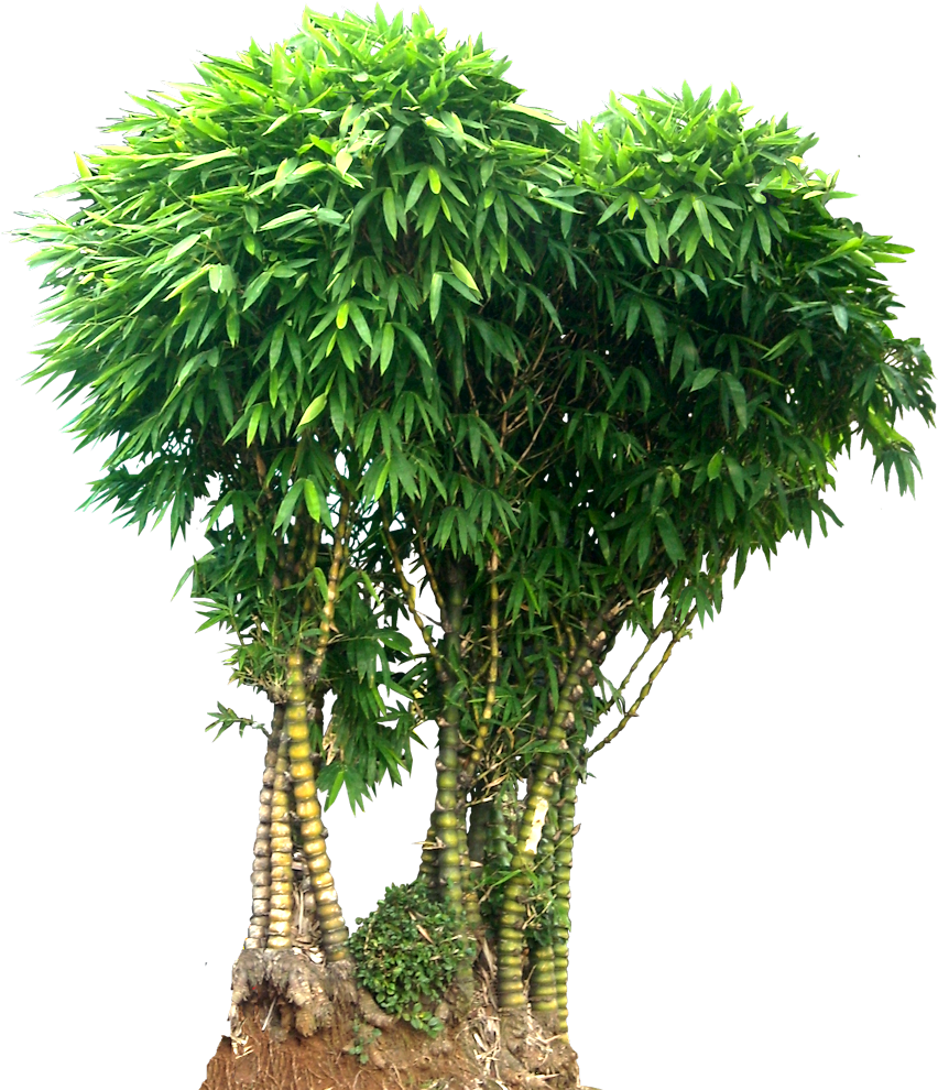Wamin Bamboo Tree Png Picture - Bamboo Tree Png (855x1000), Png Download