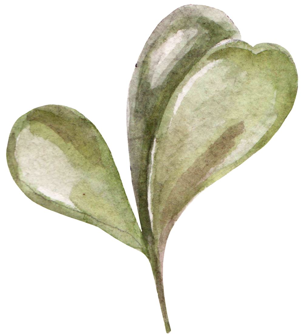 Hand Painted Three Pieces Of Fleshy Transparent Png - Leaf (1024x1146), Png Download