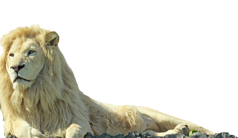 Experience A Full Day Of Family Fun At African Lion - Lion Png (800x465), Png Download