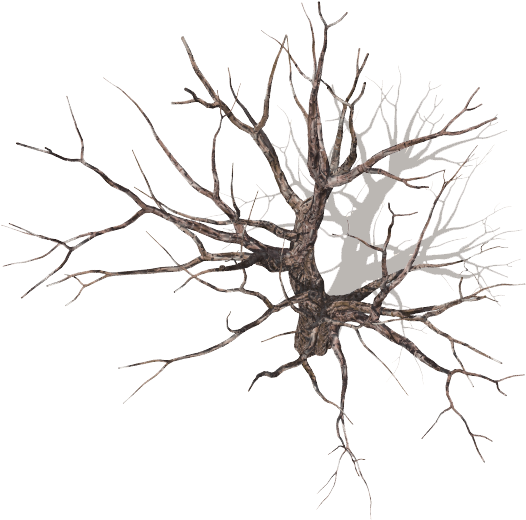 Go To Image - Tree (562x536), Png Download