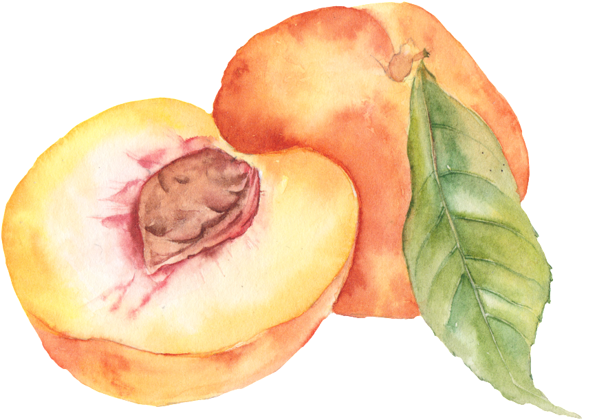 Hand Painted Peach Png Fruit - Персик Png (1024x854), Png Download