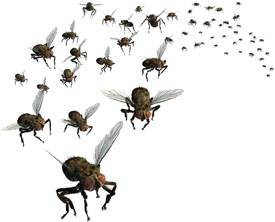Flies Png Pic - Swarm Of Flies Png (423x340), Png Download