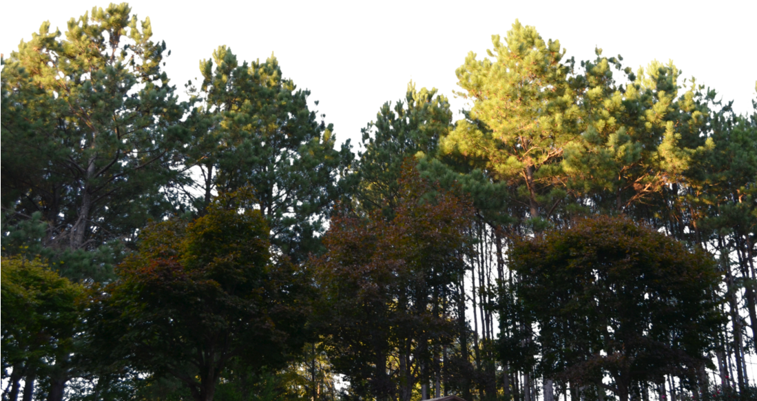 Forest Png Clipart - Forest Png (1024x678), Png Download