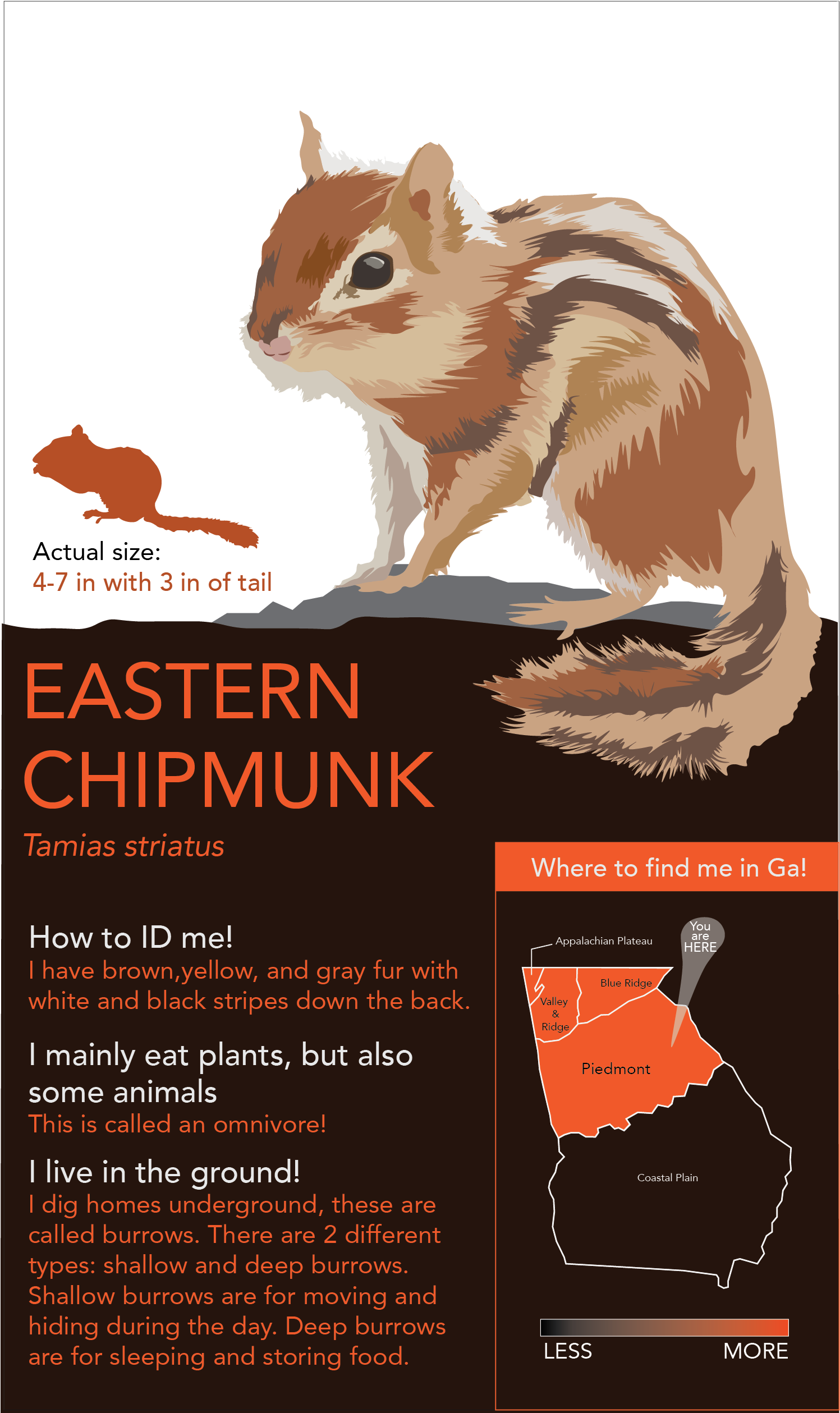 So Depicted Below Are Animals In The Piedmont Region - Organ Mountains Chipmunk (1501x2524), Png Download