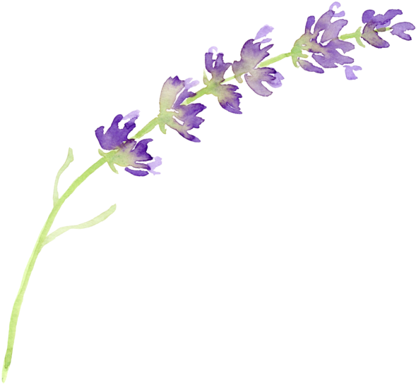 Download English Lavender Flower Watercolor Painting Clip Art - Lavender  Png PNG Image with No Background - PNGkey.com