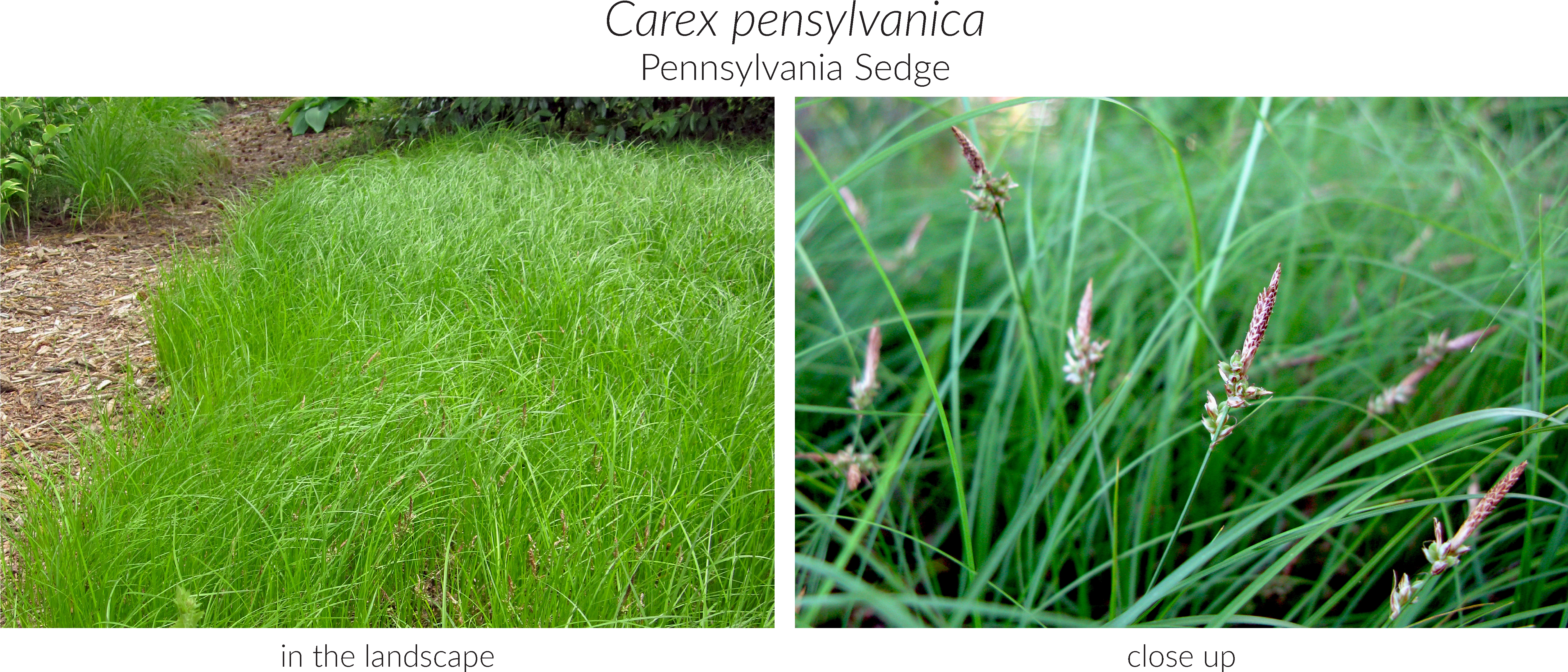 Click Here To See Our Full Carex Collection And Here (5321x2310), Png Download