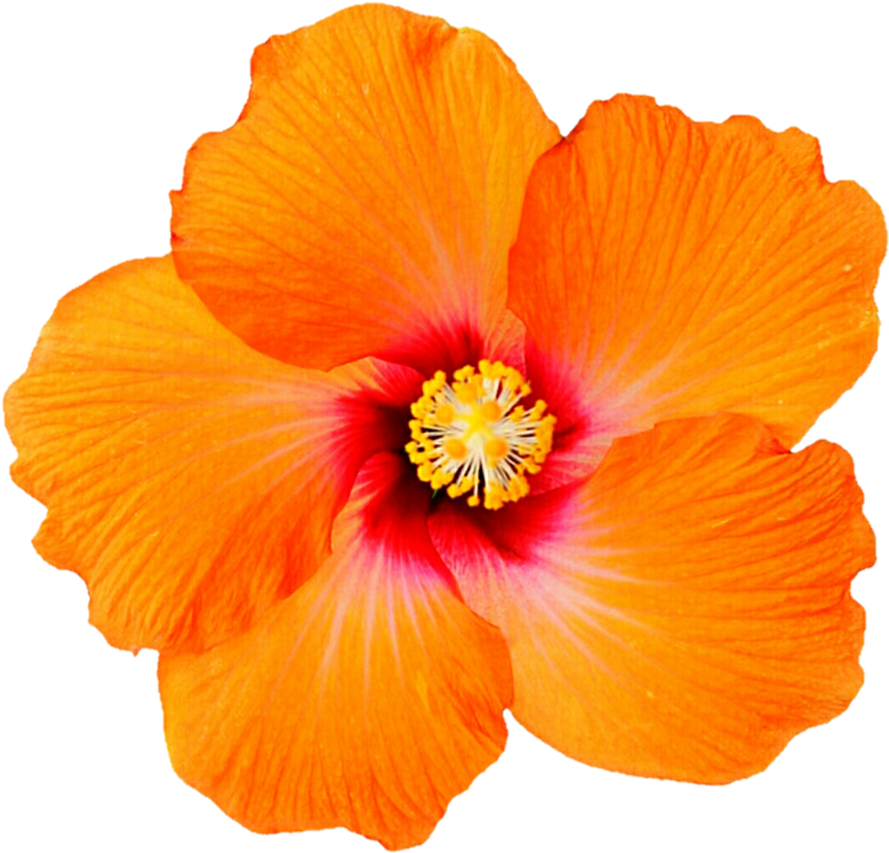 Tropical Orange Hibiscus Png Picture Transparent Stock - Orange Hibiscus Png (902x886), Png Download