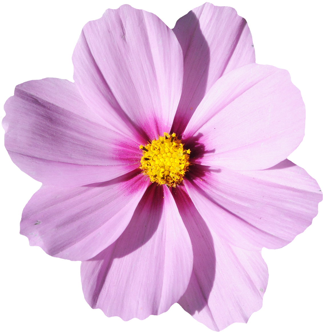 Flowers Png Transparent Blossom Flower Png Transparent - Blossom Flower Png (500x514), Png Download