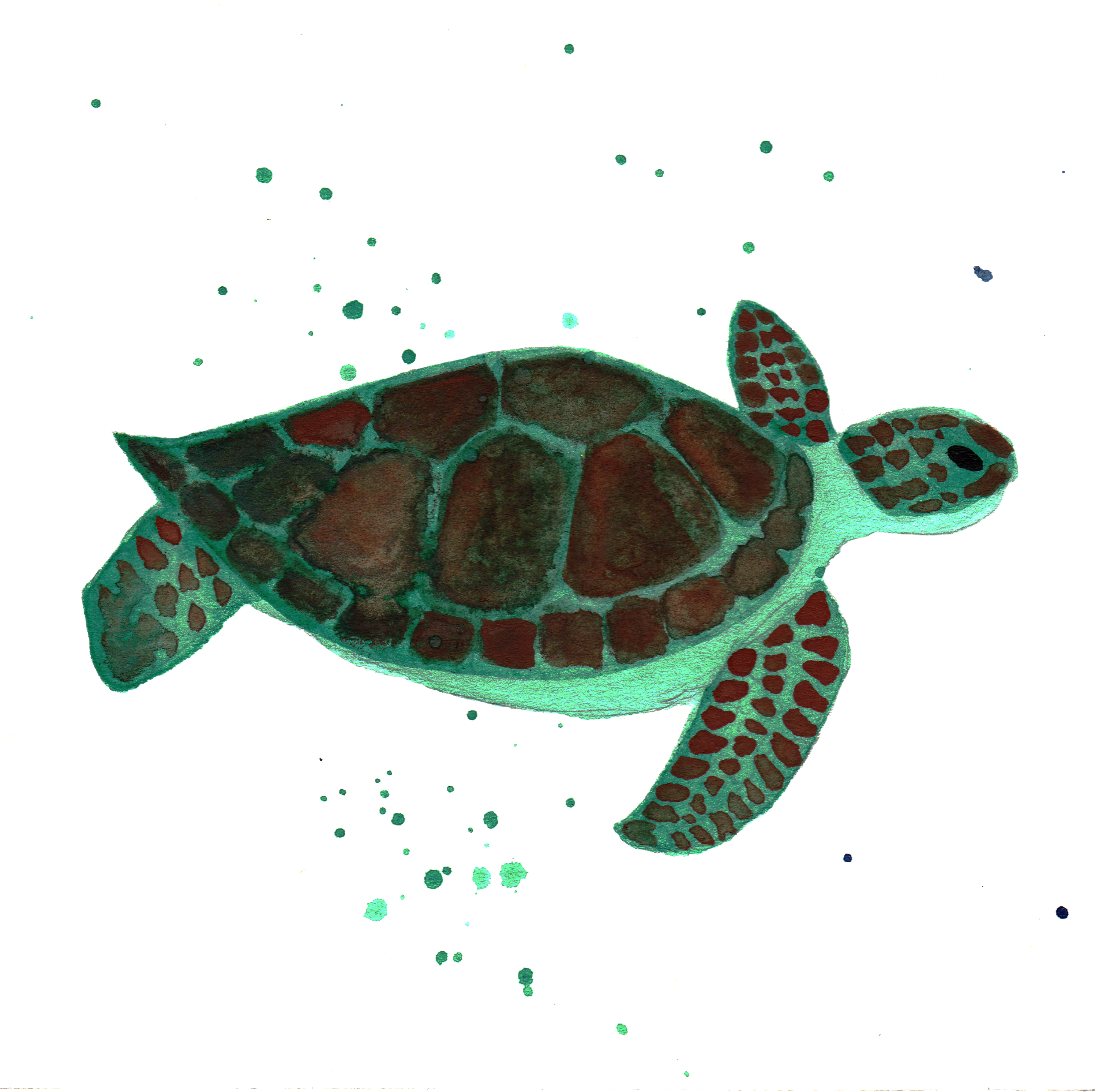 Sea Turtle By Chrystal Elizabeth - Kemp's Ridley Sea Turtle (3000x3000), Png Download