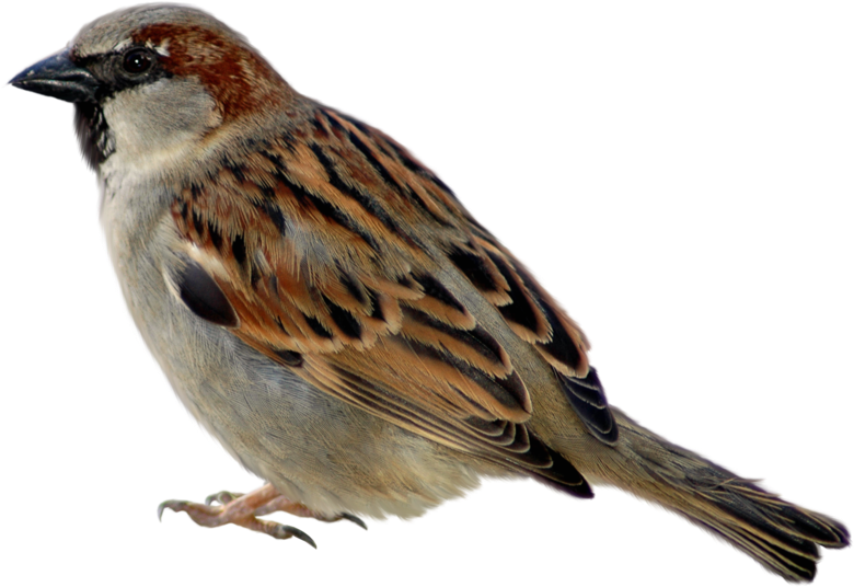 Sparrow Png Picture Clipart - Sparrow Png (600x439), Png Download