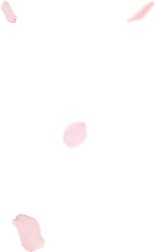 Check Out The Blooming Forecasts, And Discover Some - Petals Of Cherry Blossom (511x828), Png Download